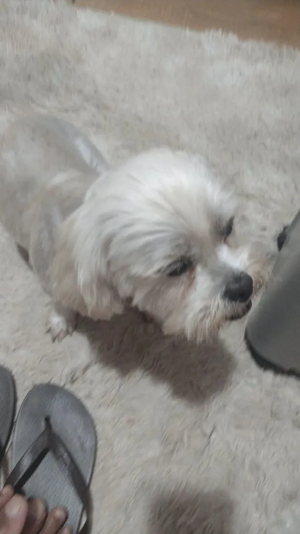 Cachorro raça Lhasa Apso idade 4 anos nome belinha 