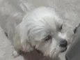 belinha 