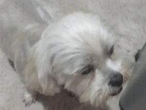 Cachorro raça Lhasa Apso idade 4 anos nome belinha 