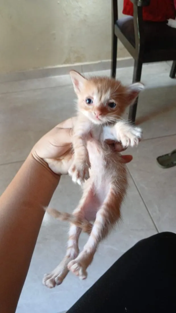 Gato raça SRD-ViraLata idade Abaixo de 2 meses nome June