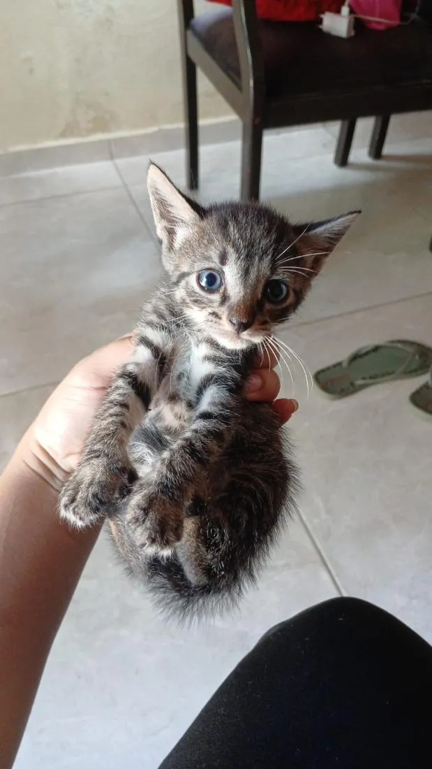Gato raça SRD-ViraLata idade 2 a 6 meses nome Oliver