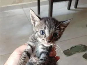 Gato raça SRD-ViraLata idade 2 a 6 meses nome Oliver