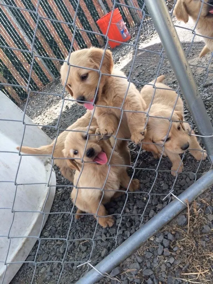 Cachorro raça golden idade Abaixo de 2 meses nome Todieu 