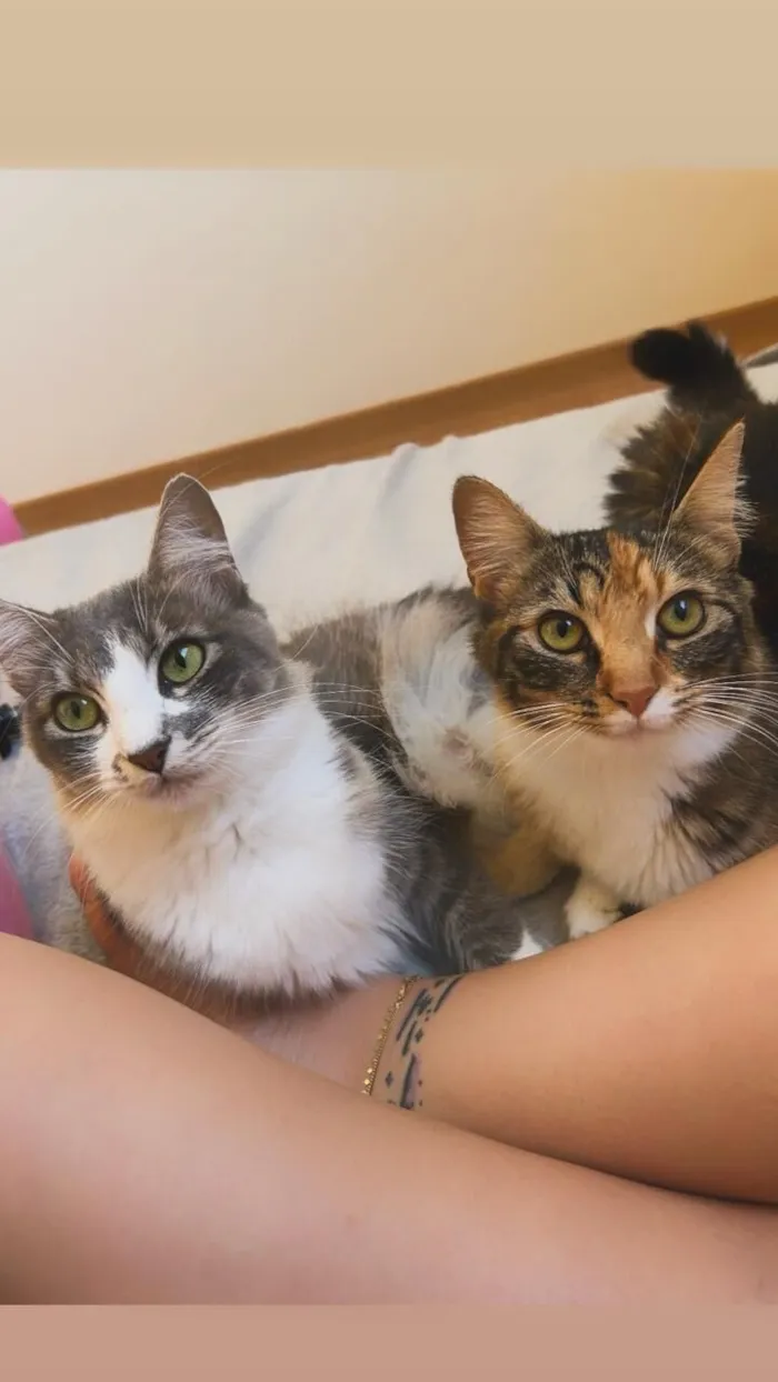 Gato raça SRD-ViraLata idade 1 ano nome Marry e Maria 