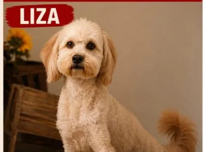 Cachorro raça SRD-ViraLata idade 6 ou mais anos nome Liza