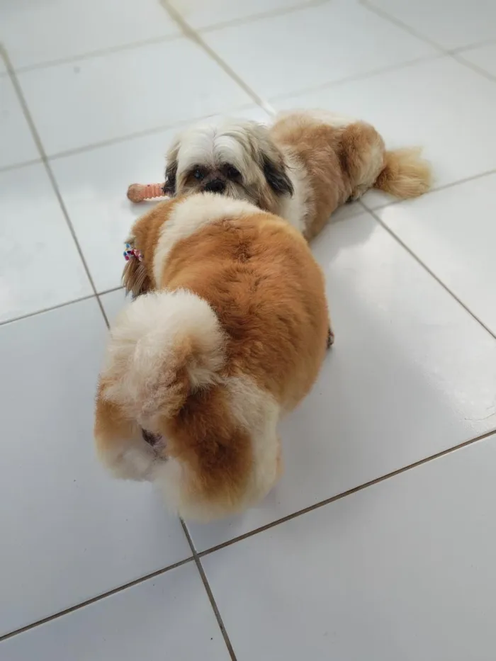 Cachorro raça Shitzu idade 6 ou mais anos nome Sheik e Belinha 