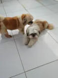Sheik e Belinha 