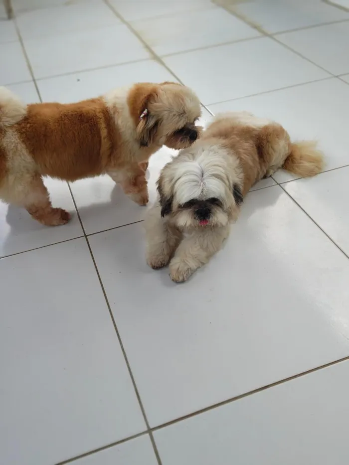 Cachorro raça Shitzu idade 6 ou mais anos nome Sheik e Belinha 