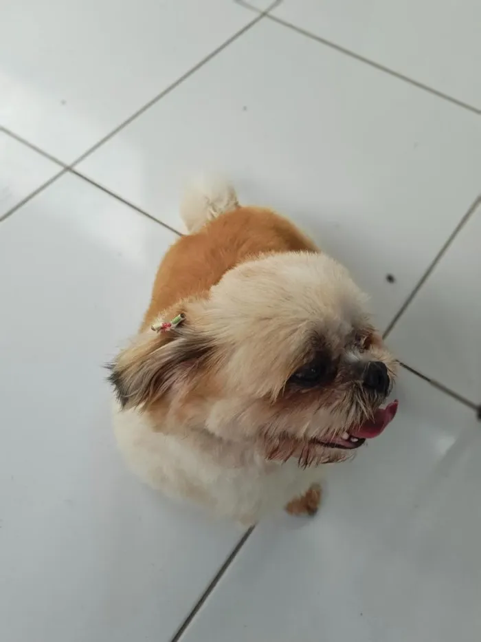 Cachorro raça Shitzu idade 6 ou mais anos nome Sheik e Belinha 