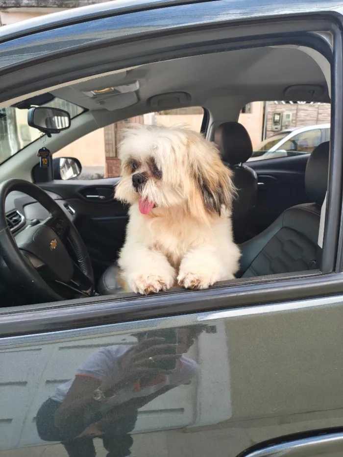 Cachorro raça Shitzu idade 6 ou mais anos nome Sheik e Belinha 