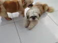 Sheik e Belinha 