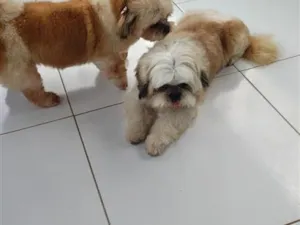 Cachorro raça Shitzu idade 6 ou mais anos nome Sheik e Belinha 