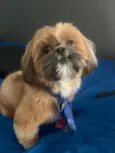 Apolo
