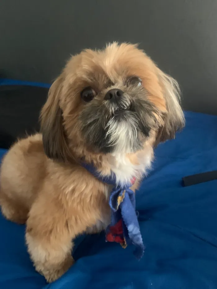 Cachorro raça Shitzu idade 4 anos nome Apolo