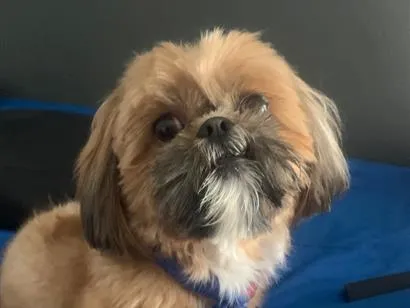 Cachorro raça Shitzu idade 4 anos nome Apolo