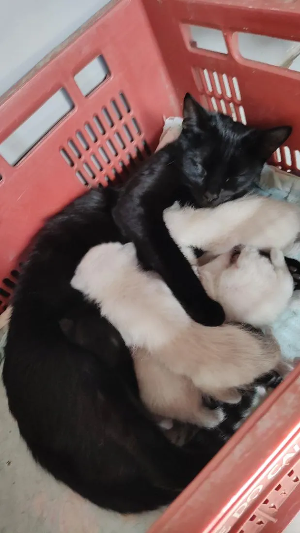 Gato raça SRD-ViraLata idade Abaixo de 2 meses nome .... 