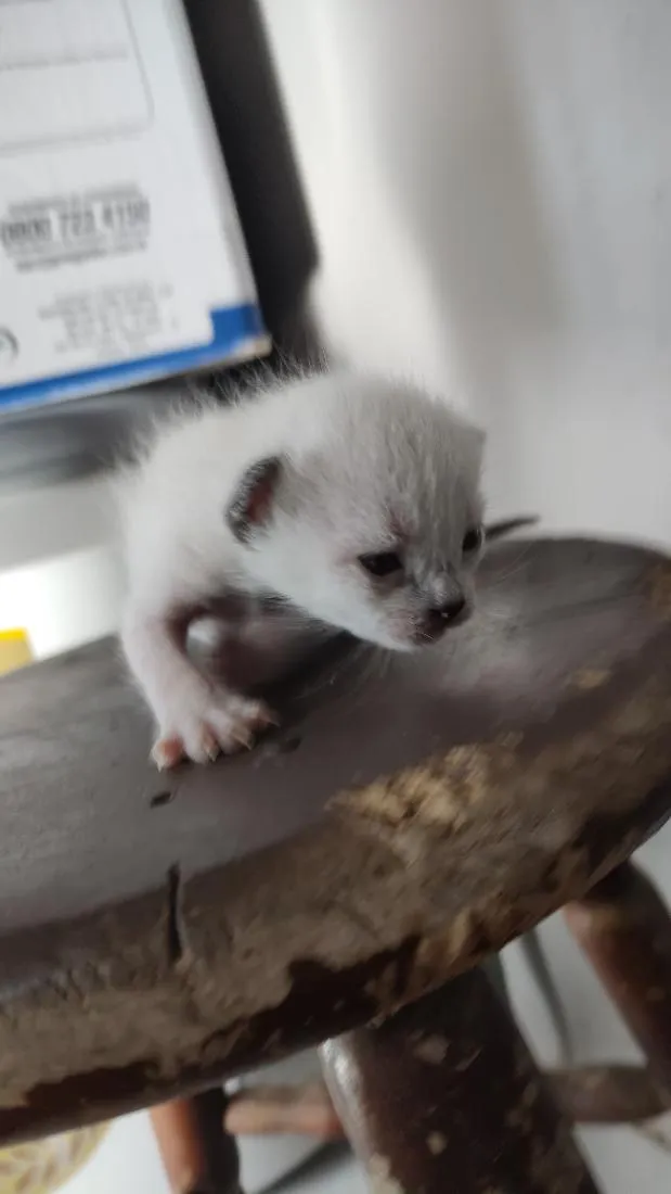 Gato raça SRD-ViraLata idade Abaixo de 2 meses nome .... 