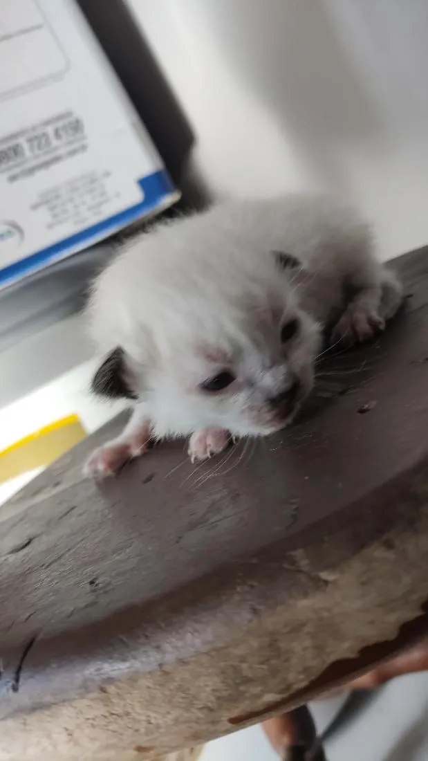 Gato raça SRD-ViraLata idade Abaixo de 2 meses nome .... 