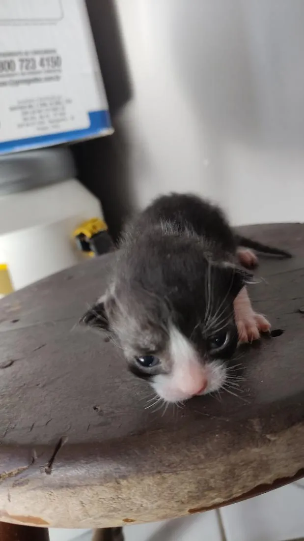 Gato raça SRD-ViraLata idade Abaixo de 2 meses nome .... 