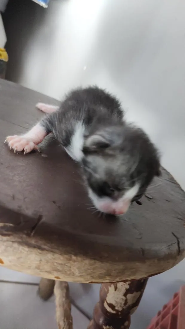Gato raça SRD-ViraLata idade Abaixo de 2 meses nome .... 