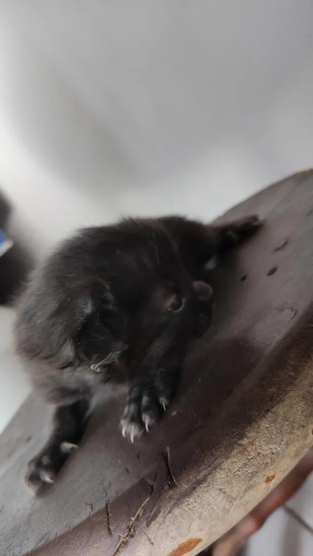 Gato raça SRD-ViraLata idade Abaixo de 2 meses nome .... 