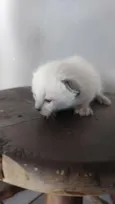 .... 