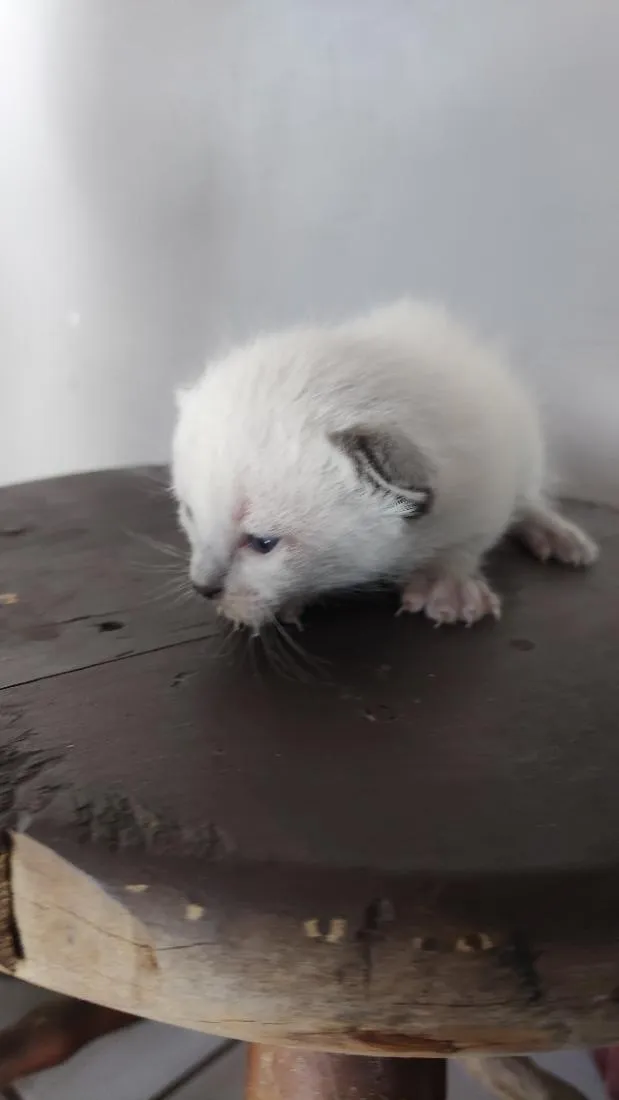 Gato raça SRD-ViraLata idade Abaixo de 2 meses nome .... 