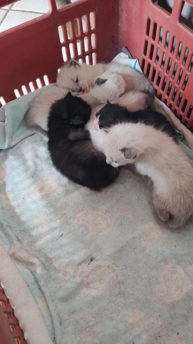 Gato raça SRD-ViraLata idade Abaixo de 2 meses nome .... 