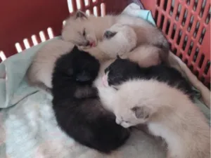 Gato raça SRD-ViraLata idade Abaixo de 2 meses nome .... 
