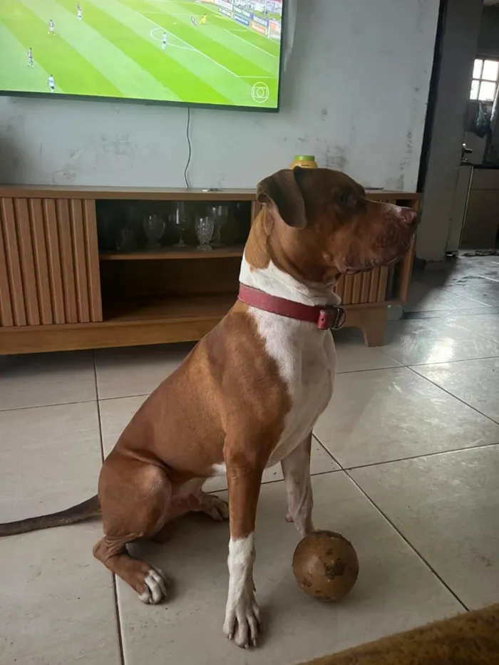Cachorro raça Pit-Bull idade 1 ano nome athals 