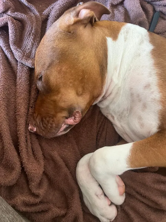 Cachorro raça Pit-Bull idade 1 ano nome athals 