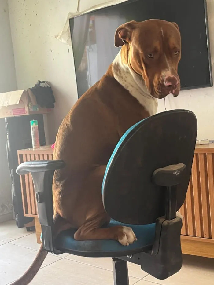 Cachorro raça Pit-Bull idade 1 ano nome athals 