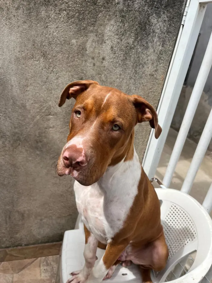Cachorro raça Pit-Bull idade 1 ano nome athals 