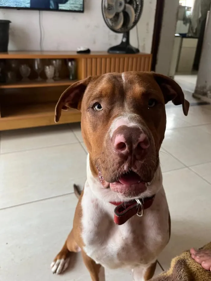 Cachorro raça Pit-Bull idade 1 ano nome athals 