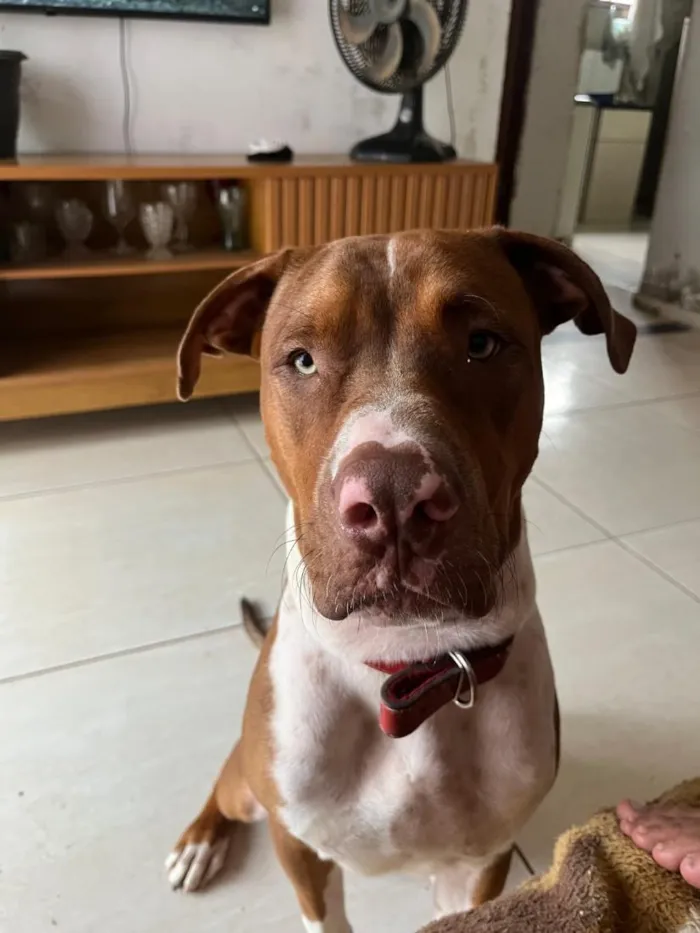 Cachorro raça Pit-Bull idade 1 ano nome athals 