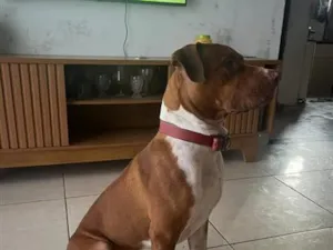Cachorro raça Pit-Bull idade 1 ano nome athals 