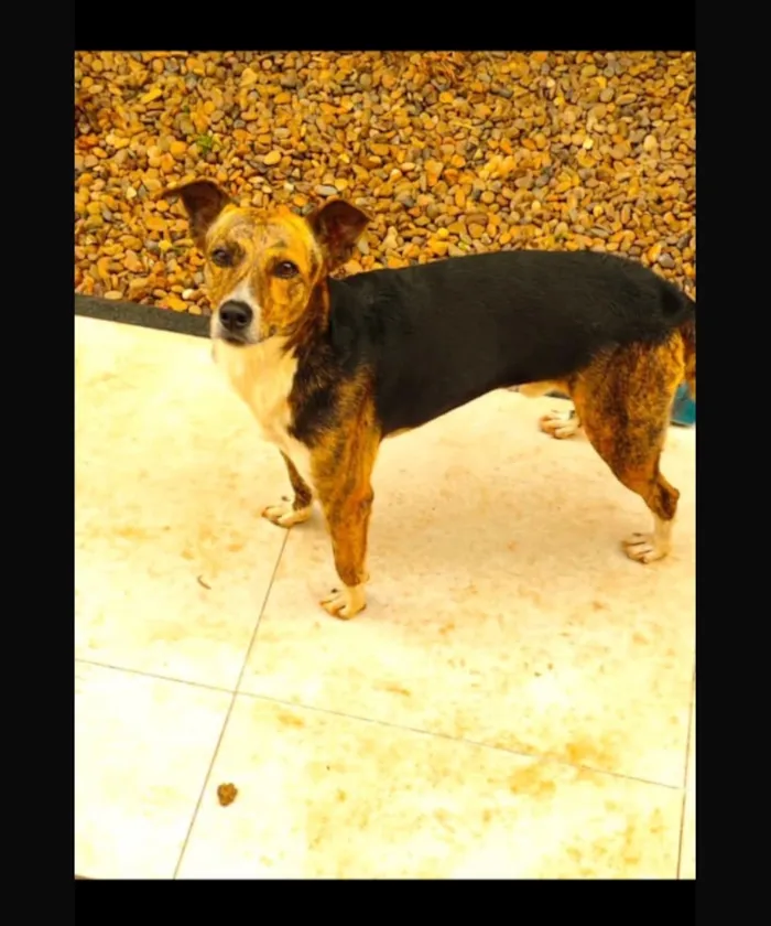 Cachorro raça SRD-ViraLata idade 5 anos nome Simon