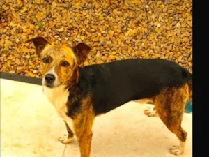 Cachorro raça SRD-ViraLata idade 5 anos nome Simon