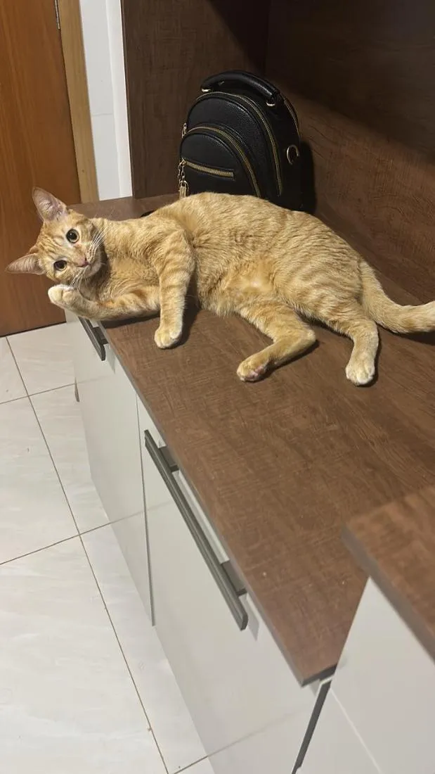 Gato raça SRD-ViraLata idade 2 anos nome Luffy