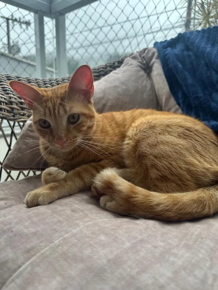 Gato raça SRD-ViraLata idade 2 anos nome Luffy