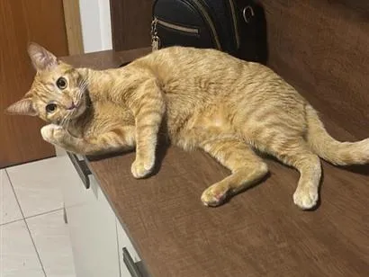 Gato raça SRD-ViraLata idade 2 anos nome Luffy