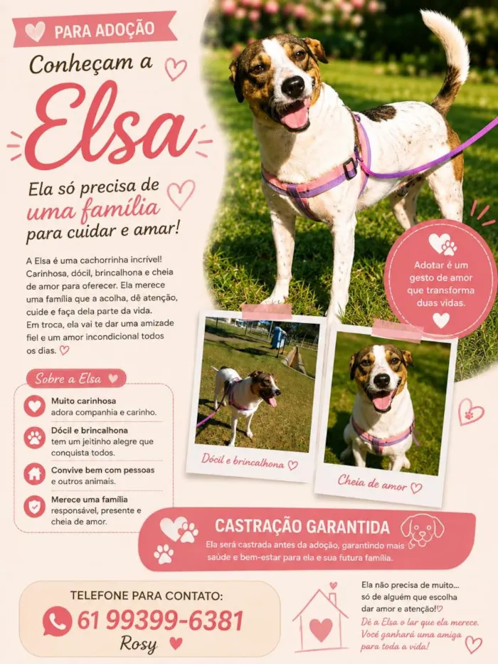 Cachorro raça SRD-ViraLata idade 2 anos nome Elsa