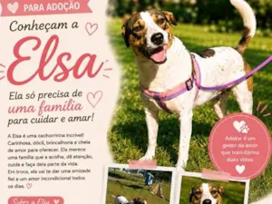 Cachorro raça SRD-ViraLata idade 2 anos nome Elsa