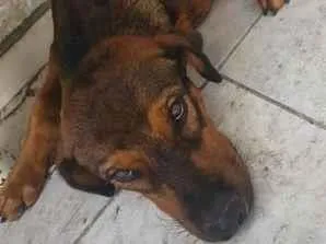 Cachorro raça SRD-ViraLata idade 7 a 11 meses nome Tojhi