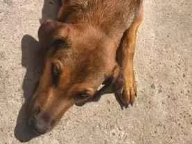 Cachorro raça SRD-ViraLata idade 7 a 11 meses nome Elly