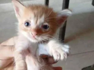 Gato raça SRD-ViraLata idade Abaixo de 2 meses nome June