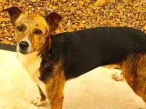 Cachorro raça SRD-ViraLata idade 5 anos nome Simon