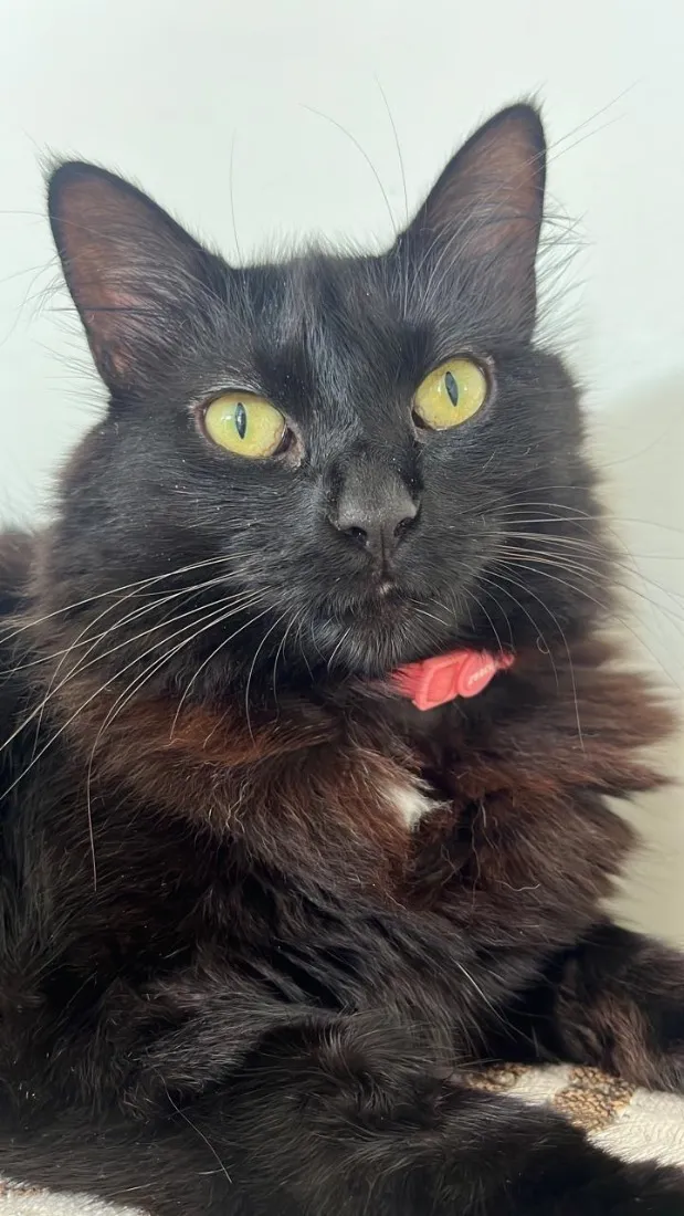 Gato raça SRD-ViraLata idade 6 ou mais anos nome Tiana
