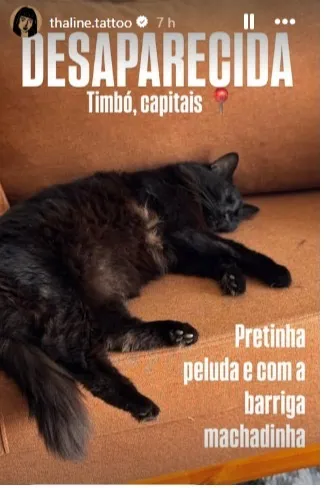 Gato raça SRD-ViraLata idade 6 ou mais anos nome Tiana