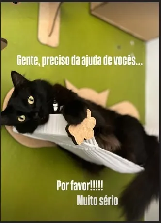 Gato raça SRD-ViraLata idade 6 ou mais anos nome Tiana